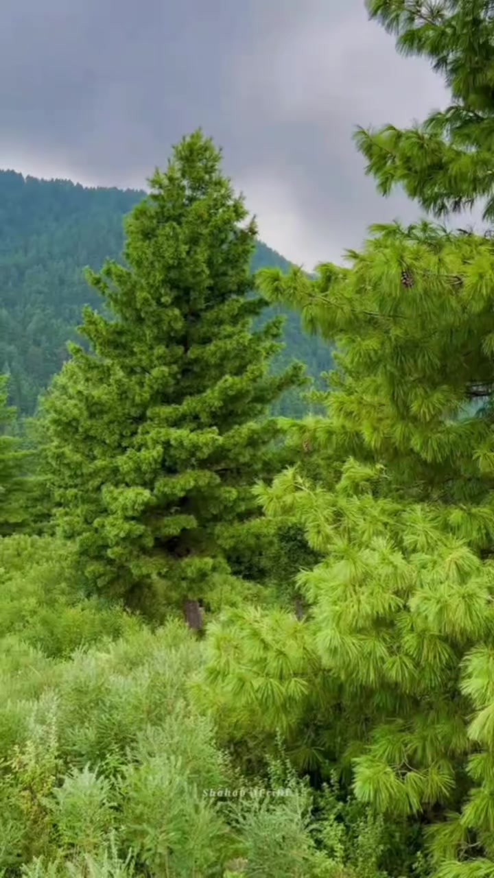 @𝗦𝗼𝗵𝗻𝗮 𝗗𝗮𝘄𝗮𝗸𝗵𝗮𝗻𝗮
