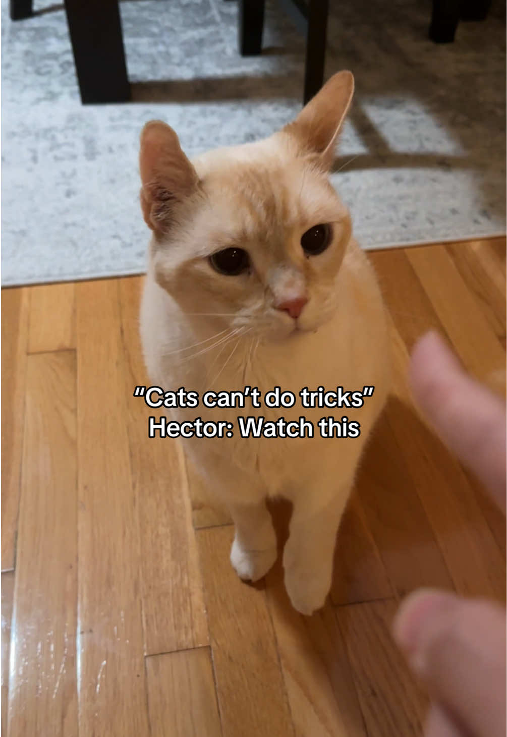@Angel the Cat Mom