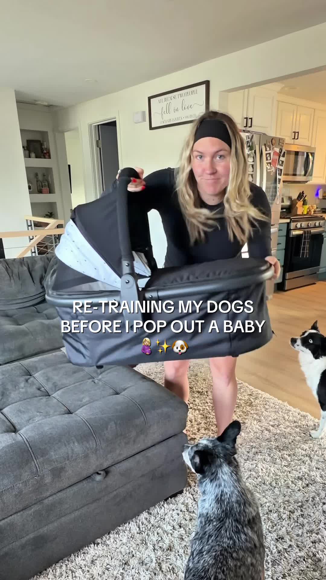 @The Z Cattle Dogs