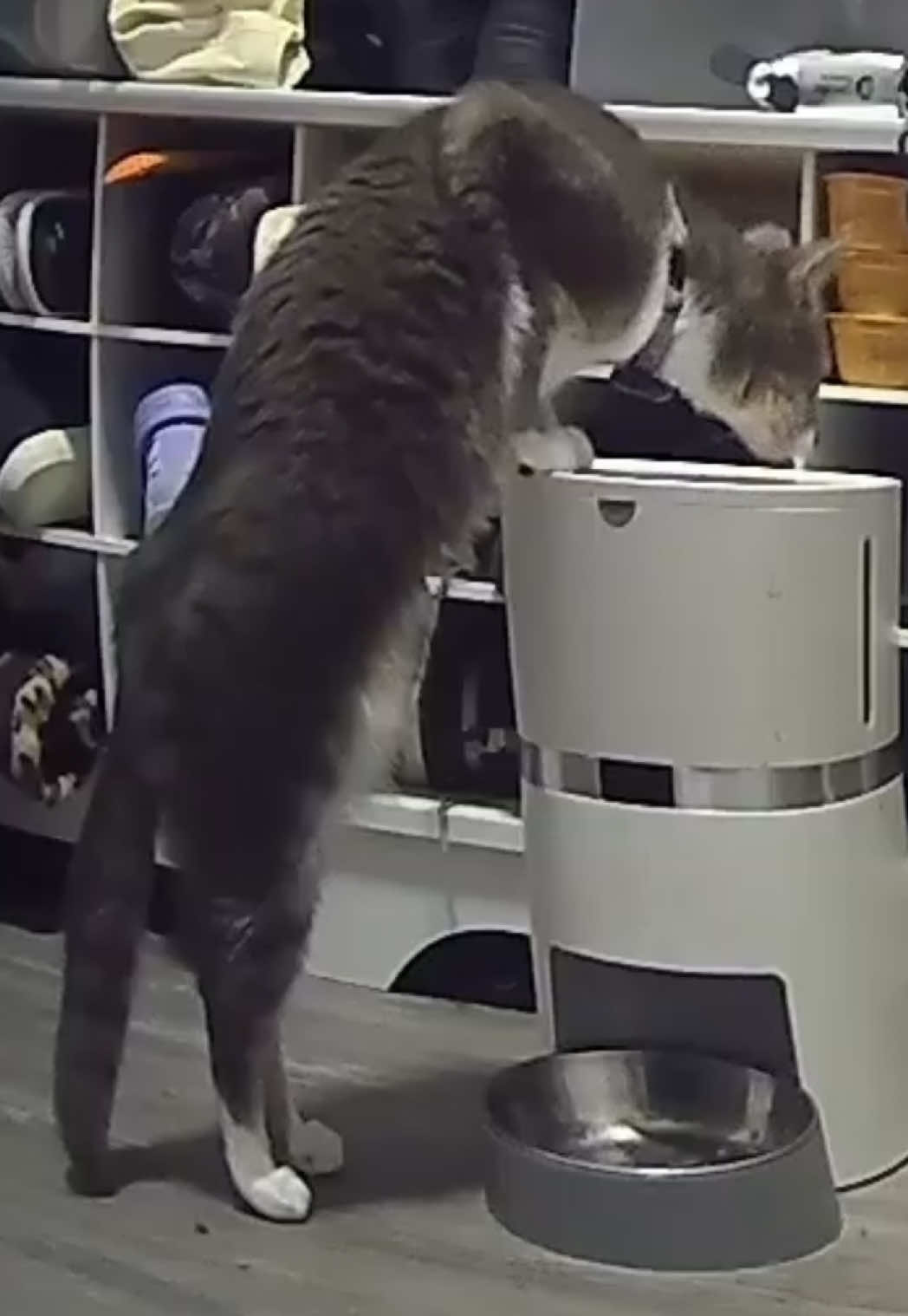 @RoxySnowballCatDrama