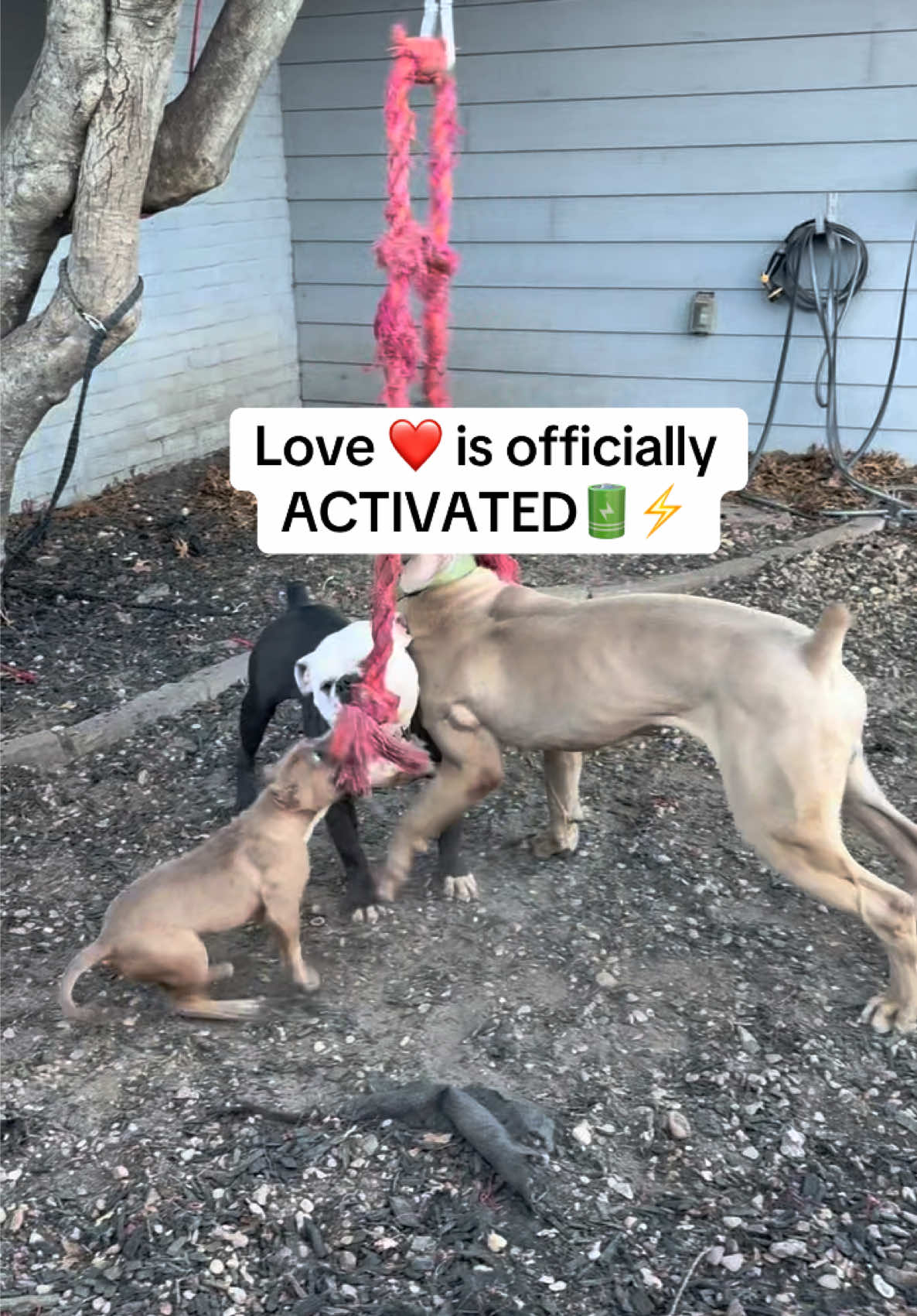 @Better Best Dog