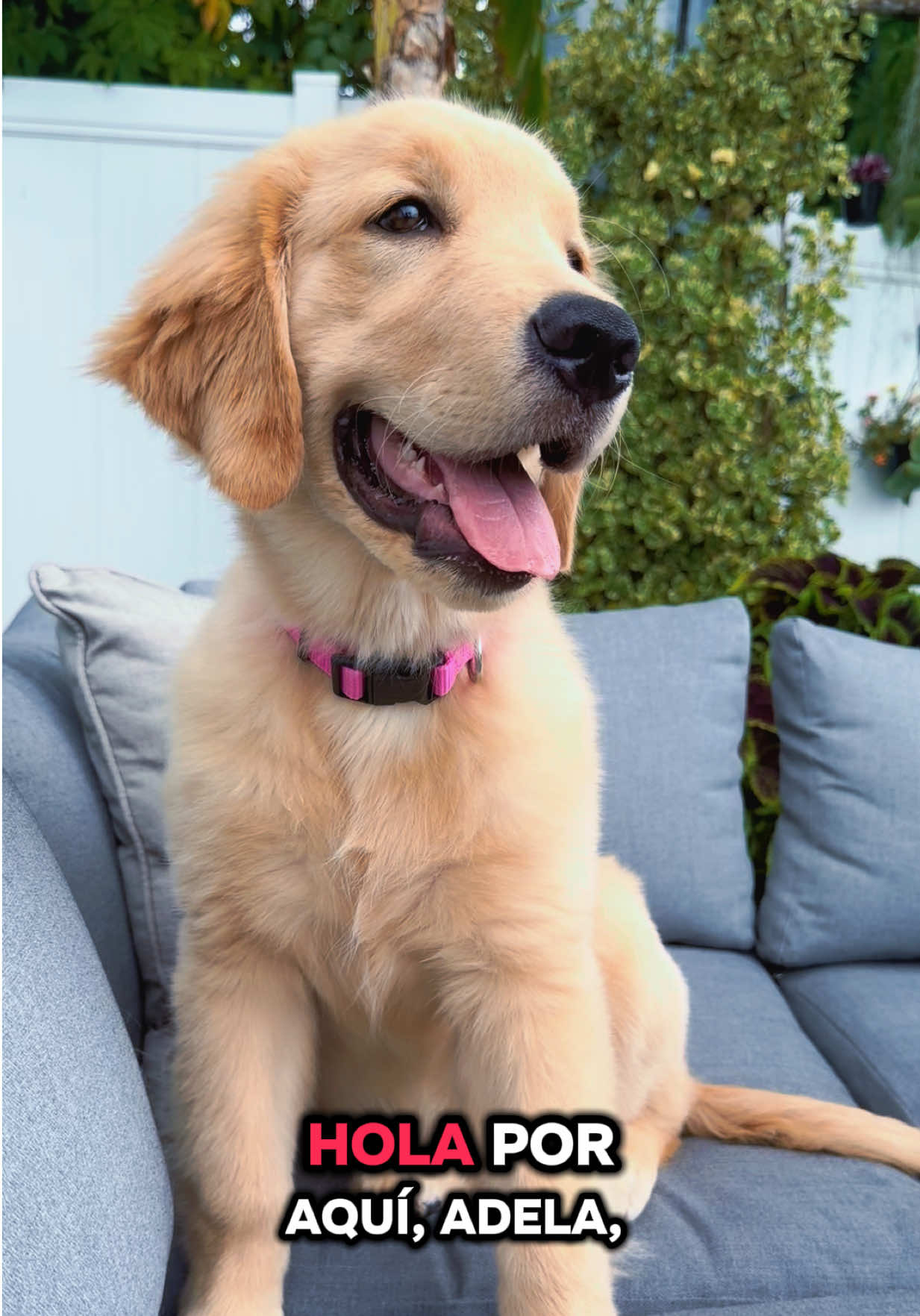 @thepawsisterspr