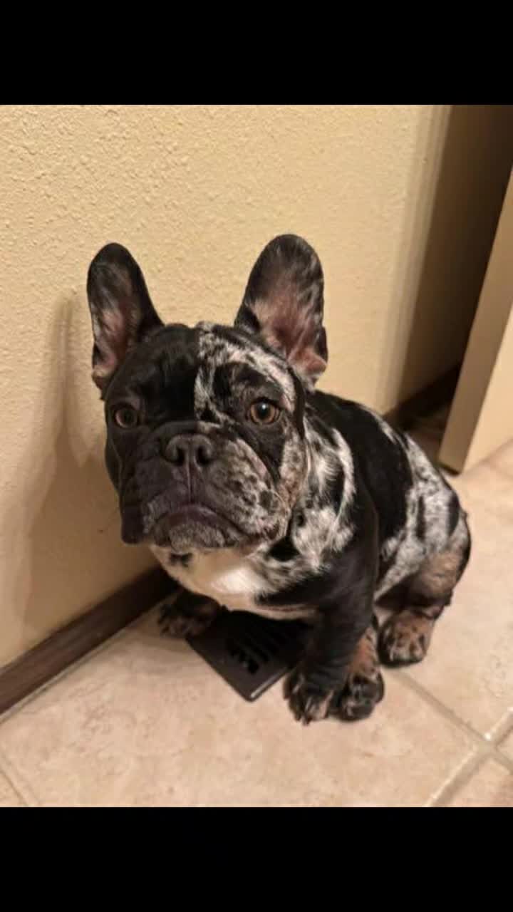 @Colorado Frenchies