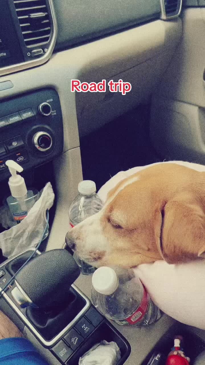 @Adventures of sky the beagle