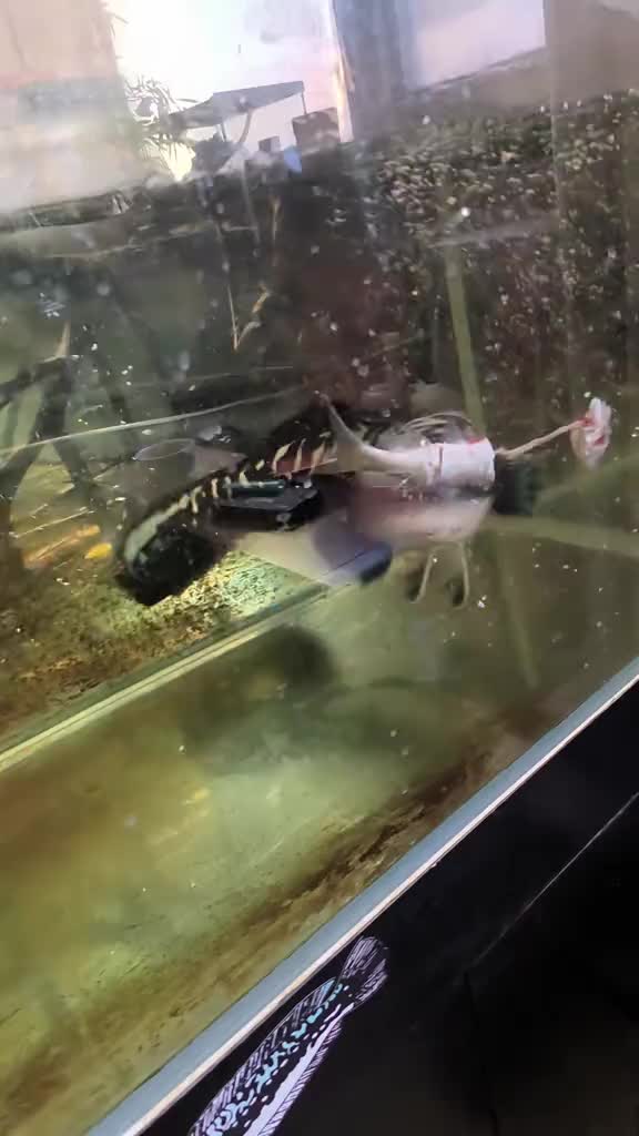 @Monsterfishkeeper
