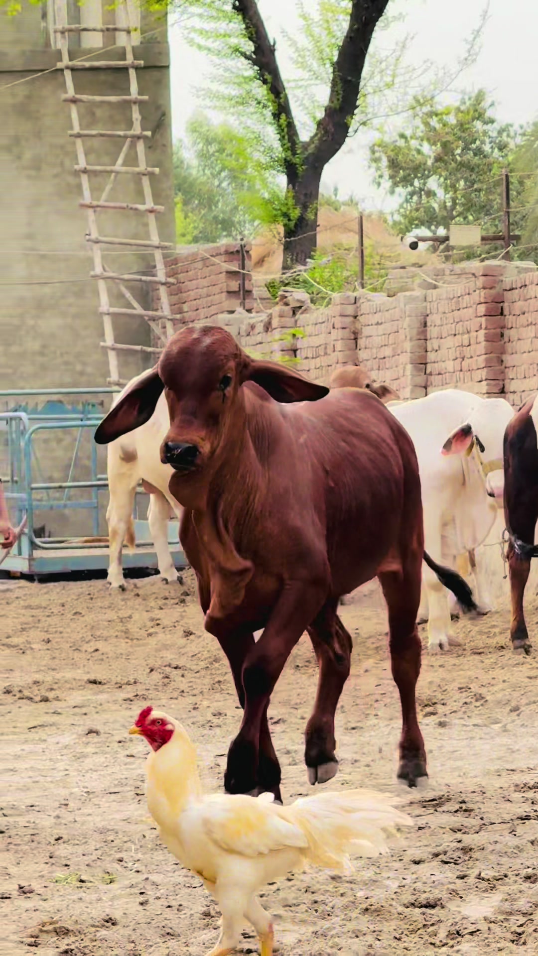 @Unique Cattle Farm