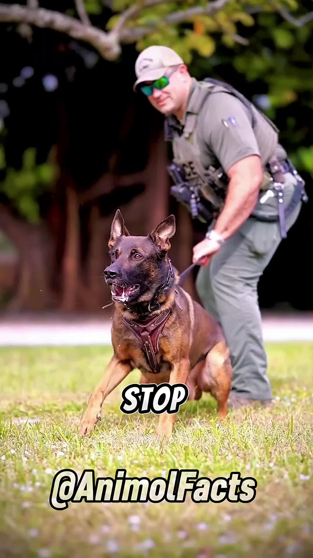 @animolfacts