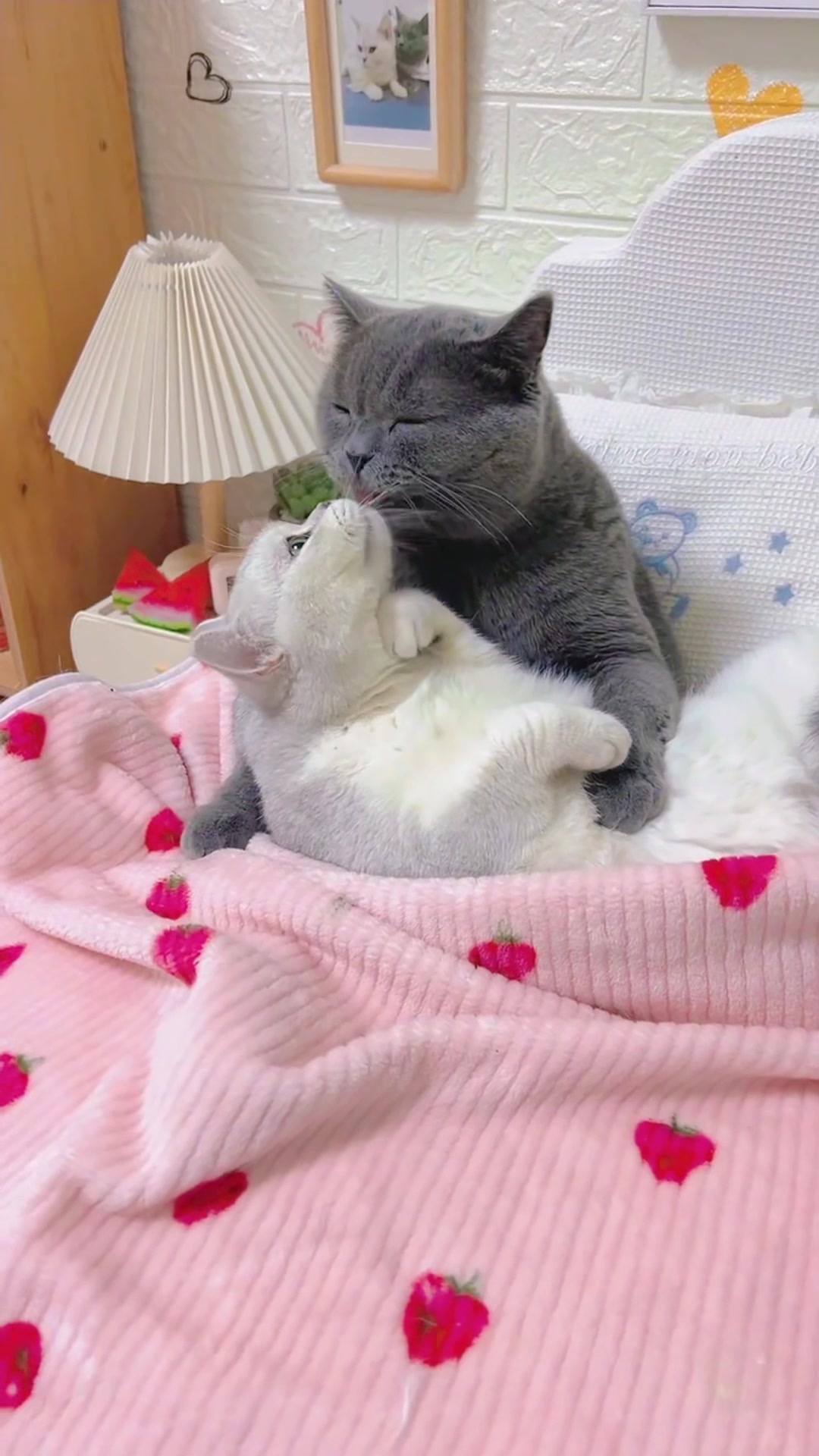 @The Kitten Council 😻😻