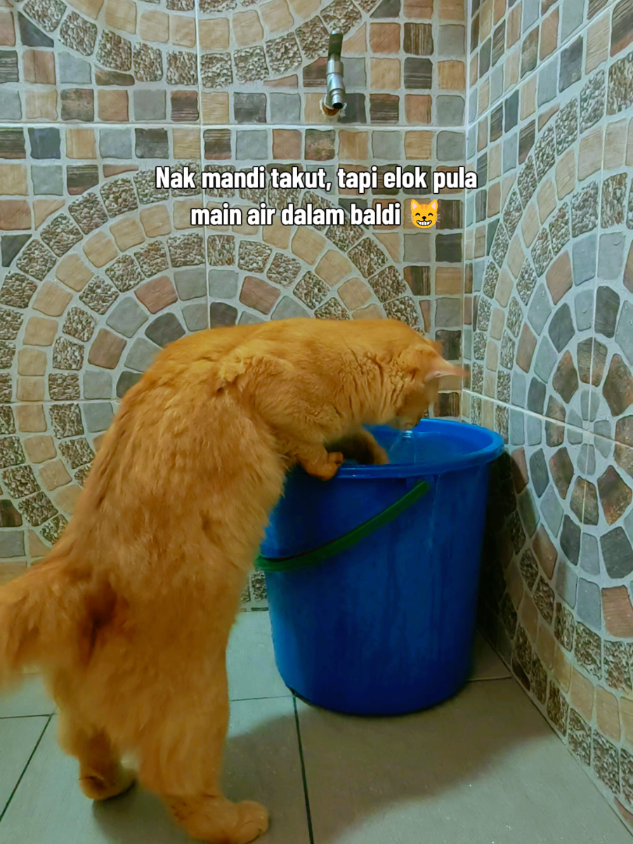 @Walin Fat Cat