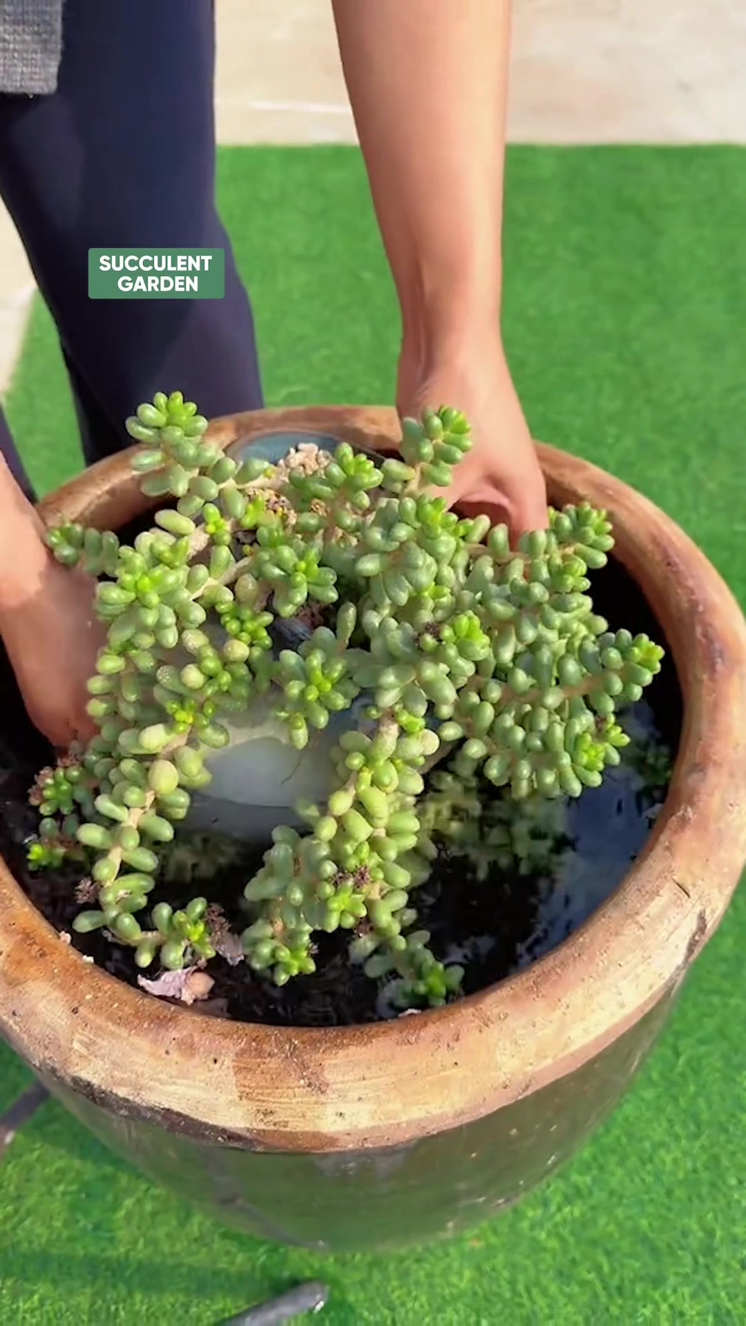 @Succulent Garden