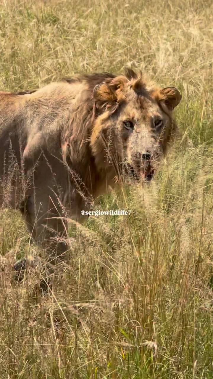 @lion_world5
