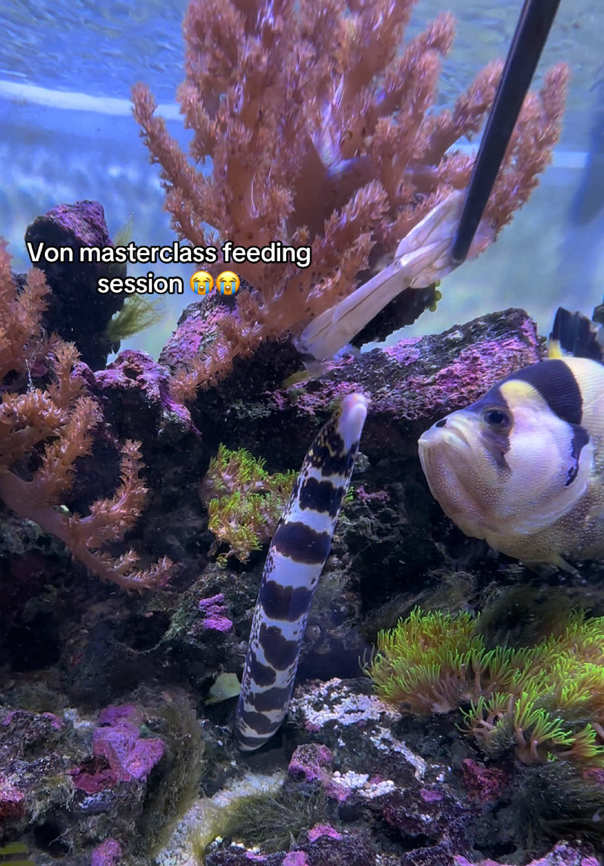 @ReefSync