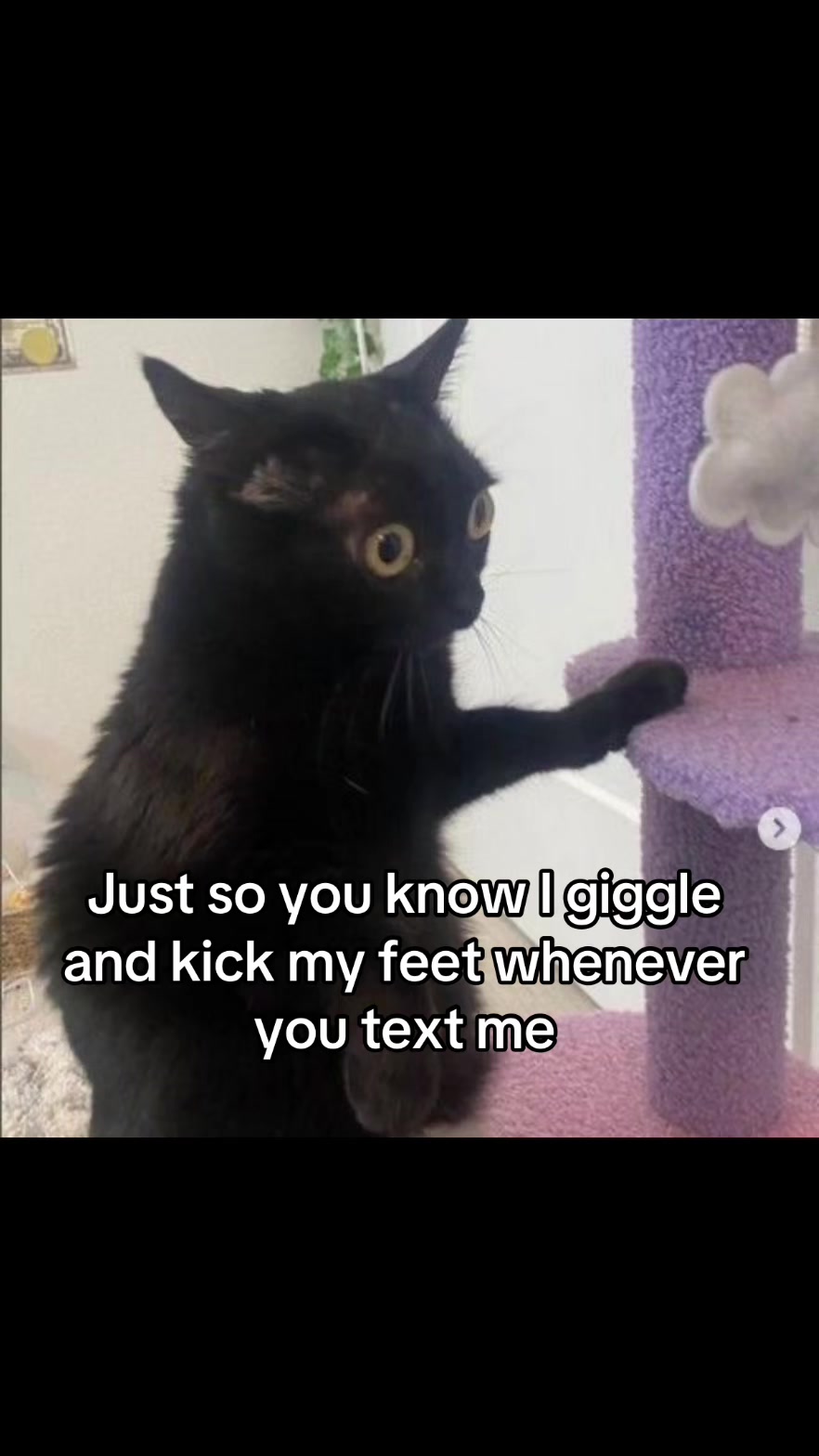 @LavanderCat