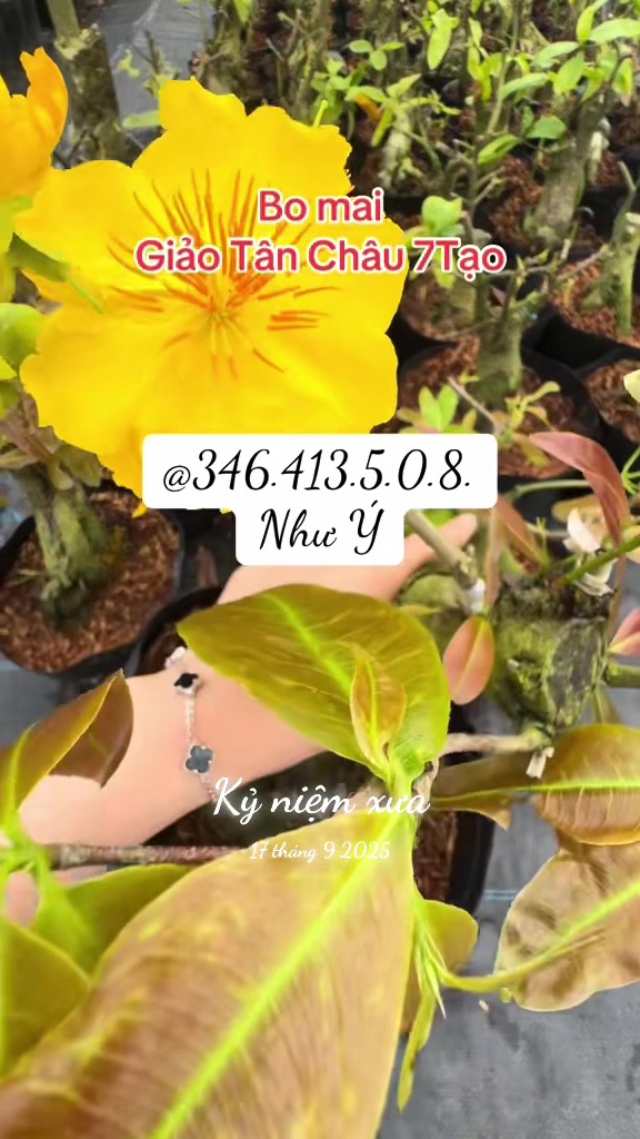 @Như Ý