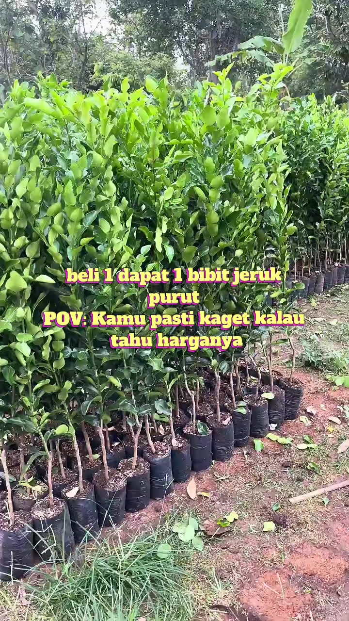 @riyan oldshop