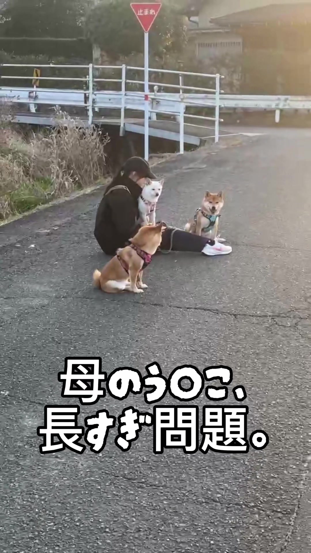 @こまめとしばーず🐾