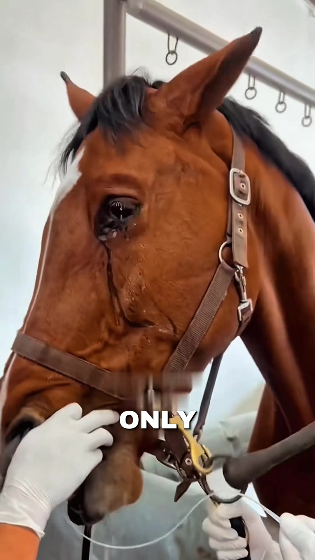 @HorseMaster