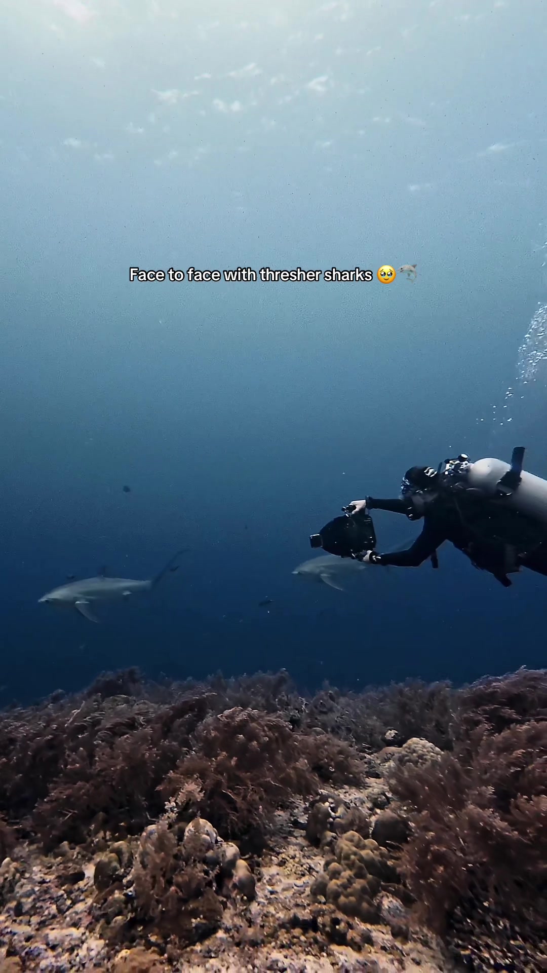 @Kendall | Shark Photographer