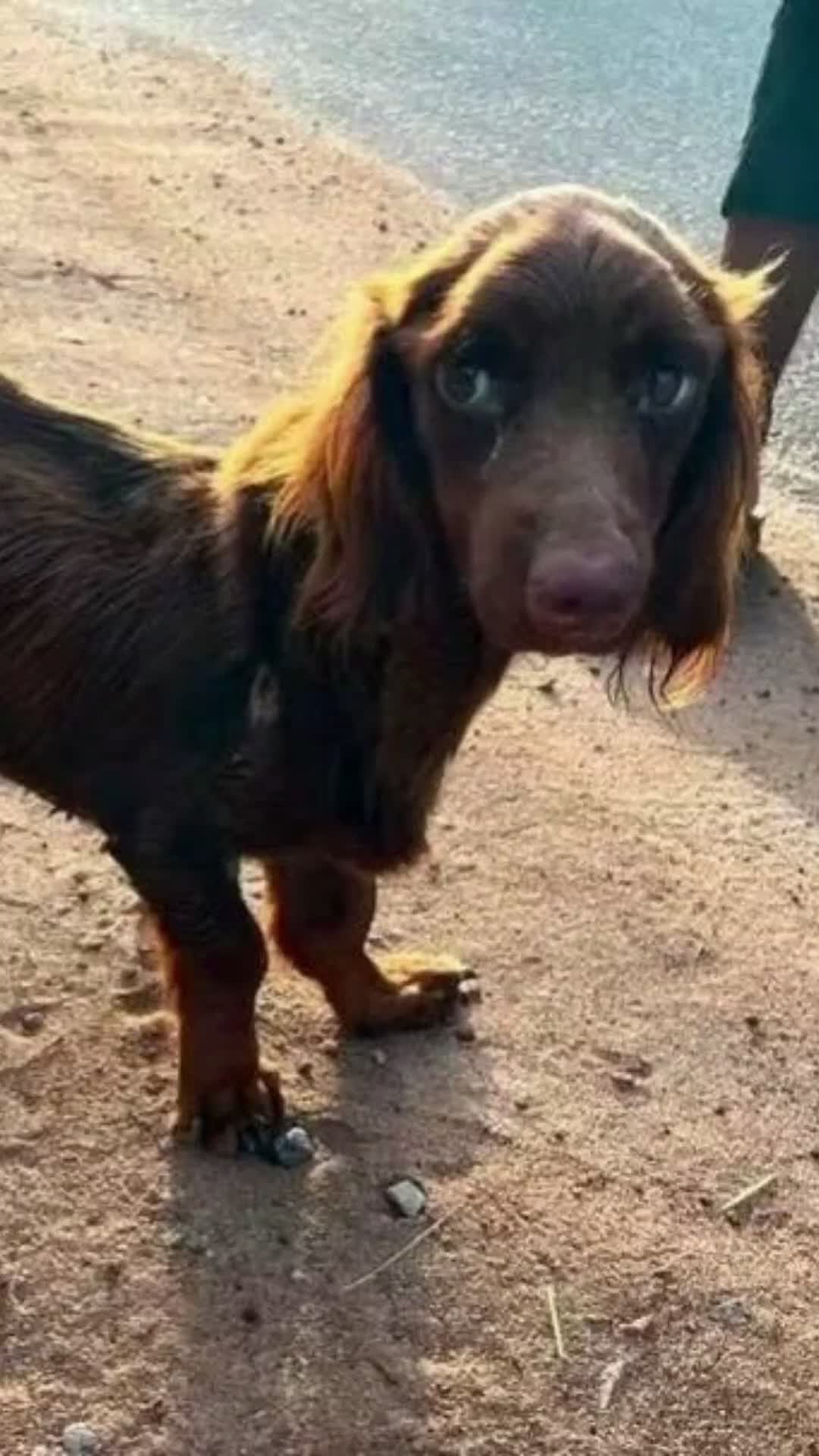 @tailsoffreedomsl