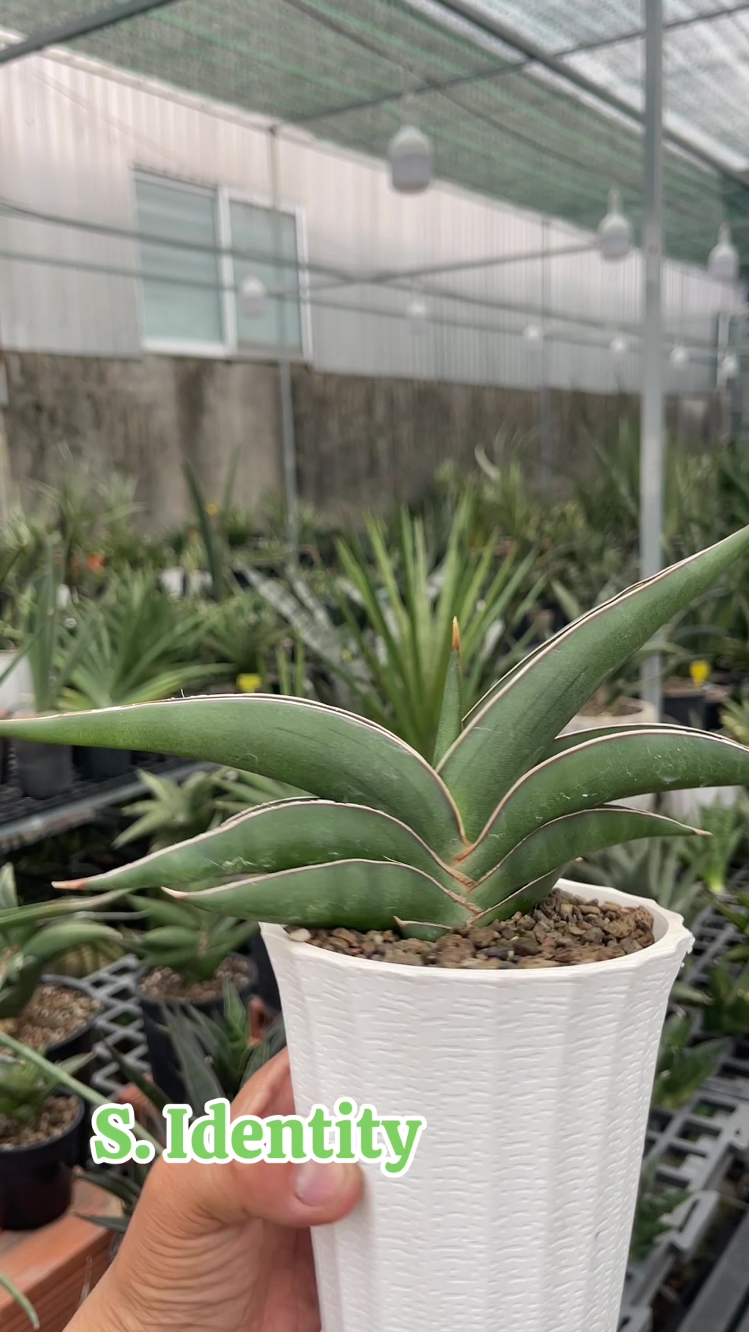 @The Sansevieria Farm
