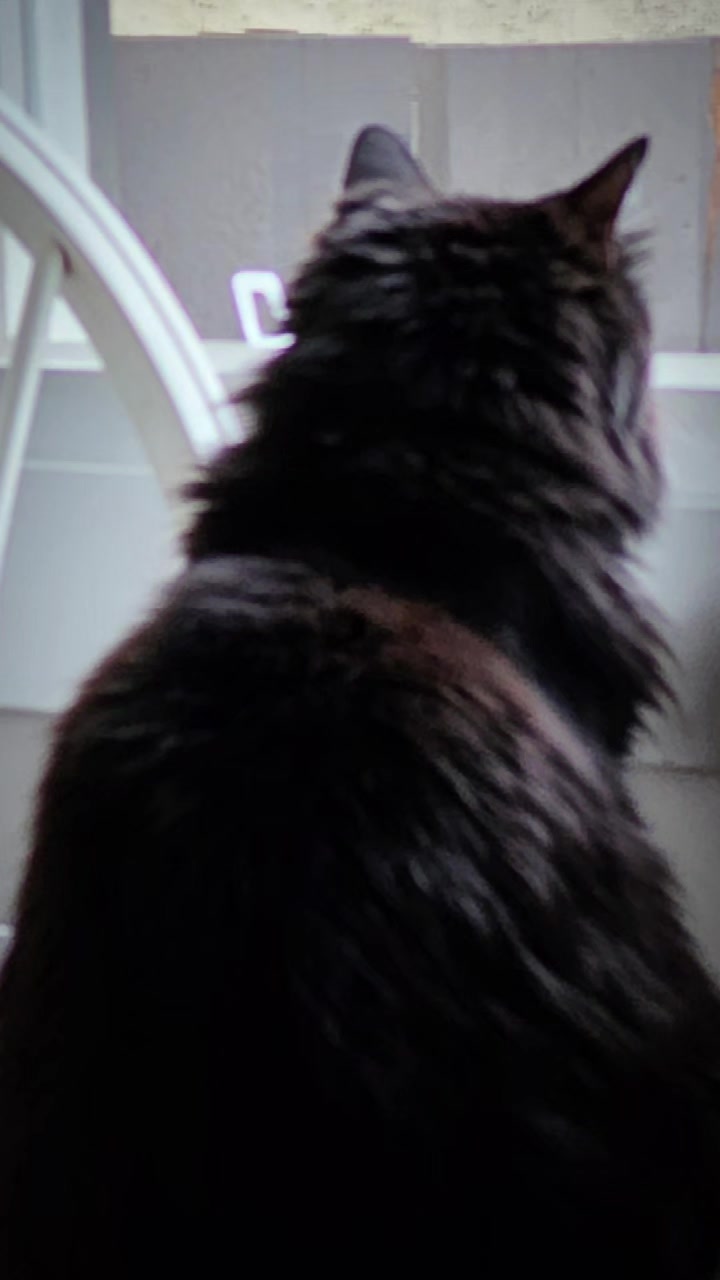 @AtticaTheTuxedoCat