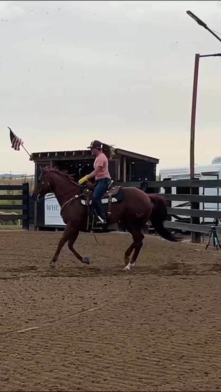@Supercharge Performance Horses