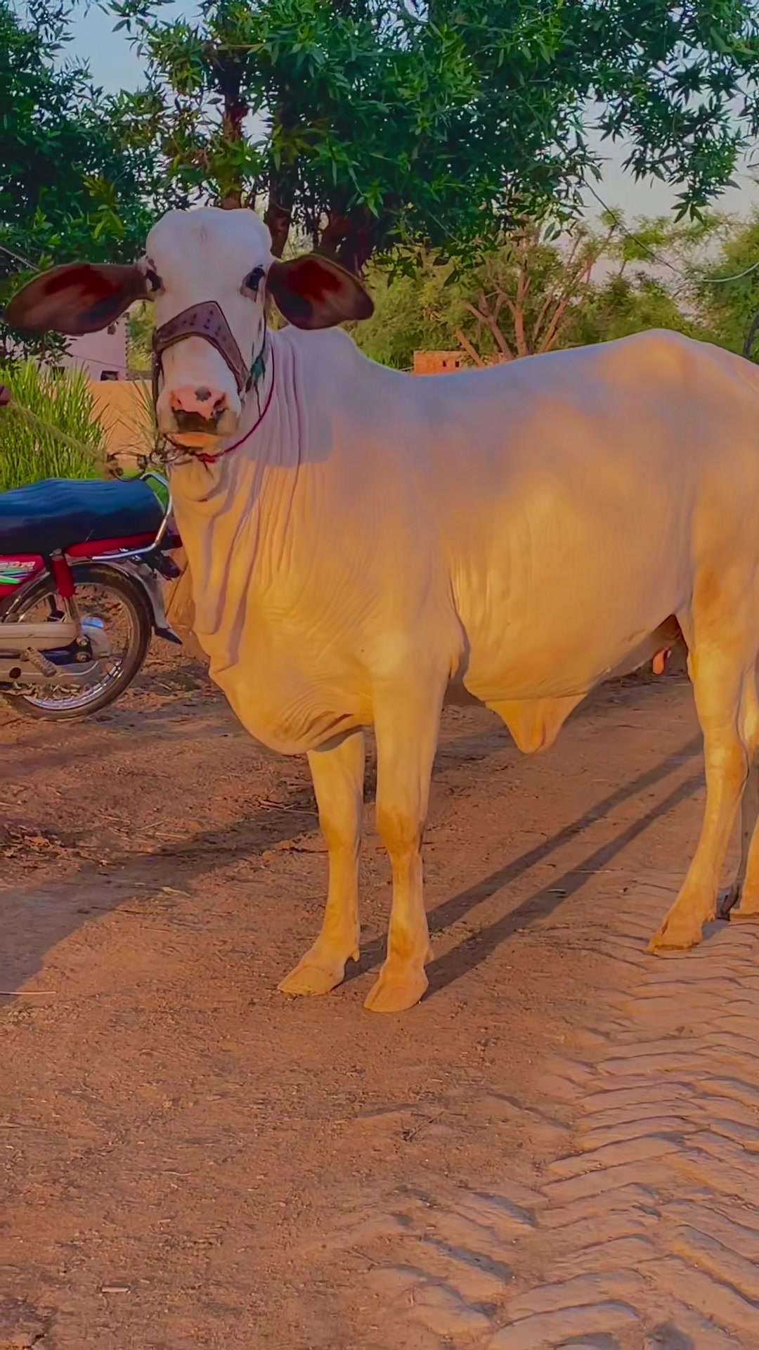 @Ustad Jee Cattle Farm