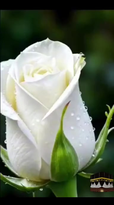 @aynur Kocakaya 280.🤲