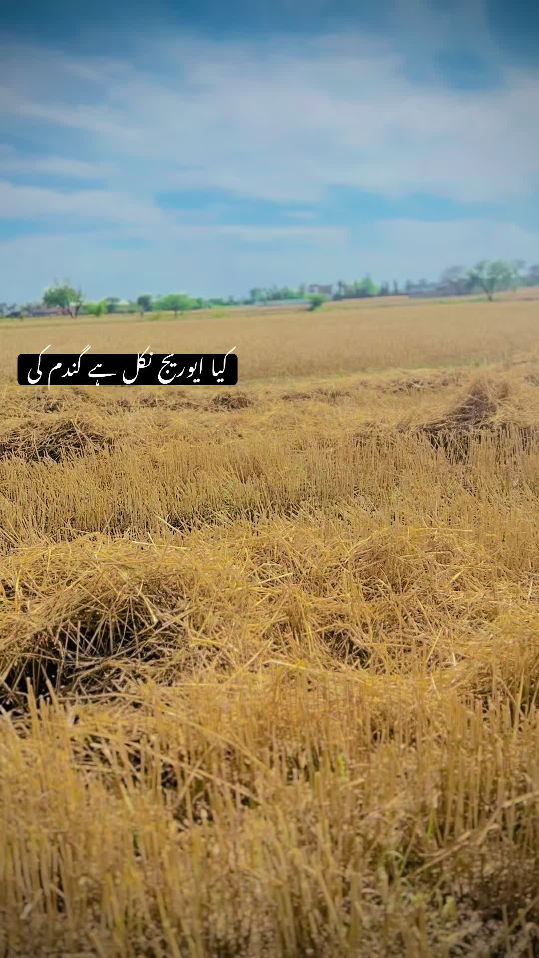 @najafraza43