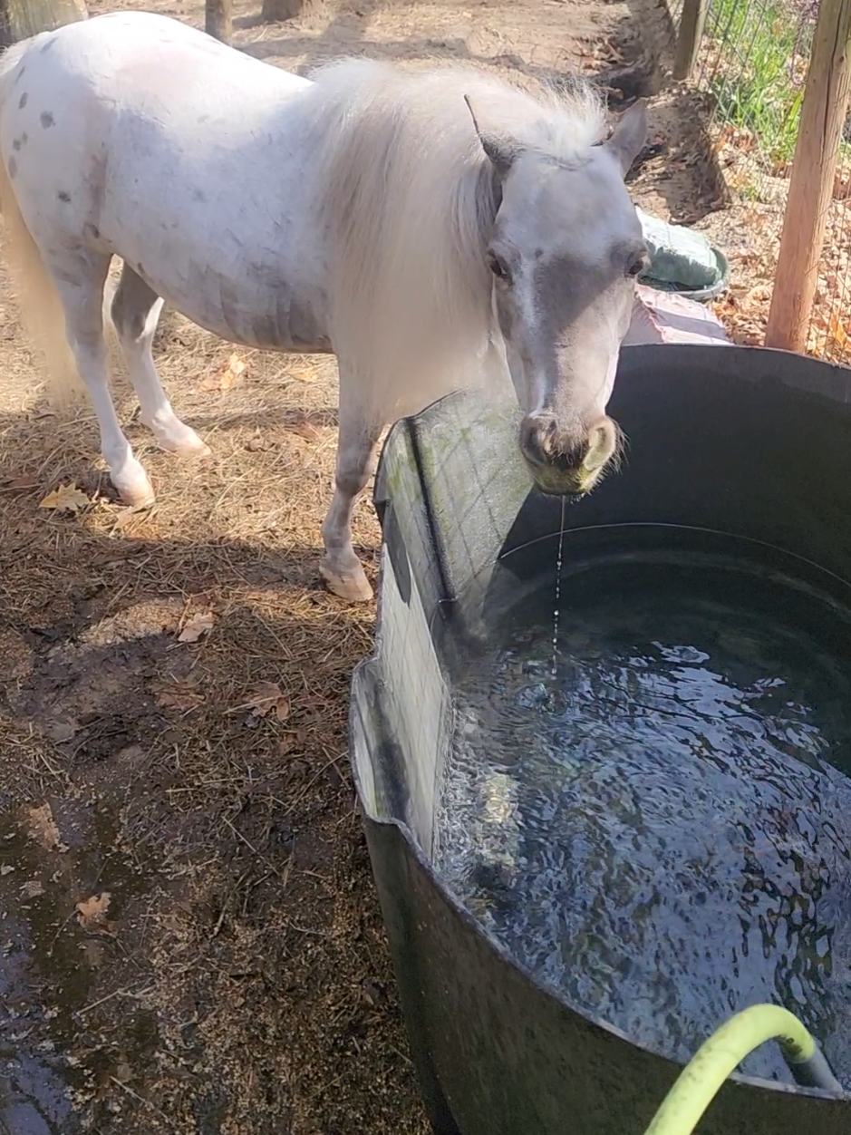 @minihorsemomandtrainer🐴🐴🐴🐴