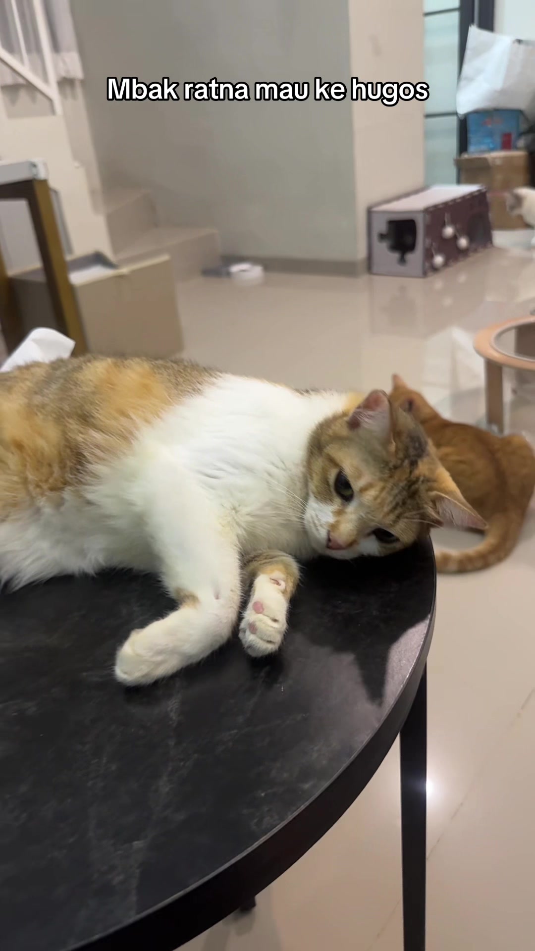 @Rapalguna | bapakkucing 🐱