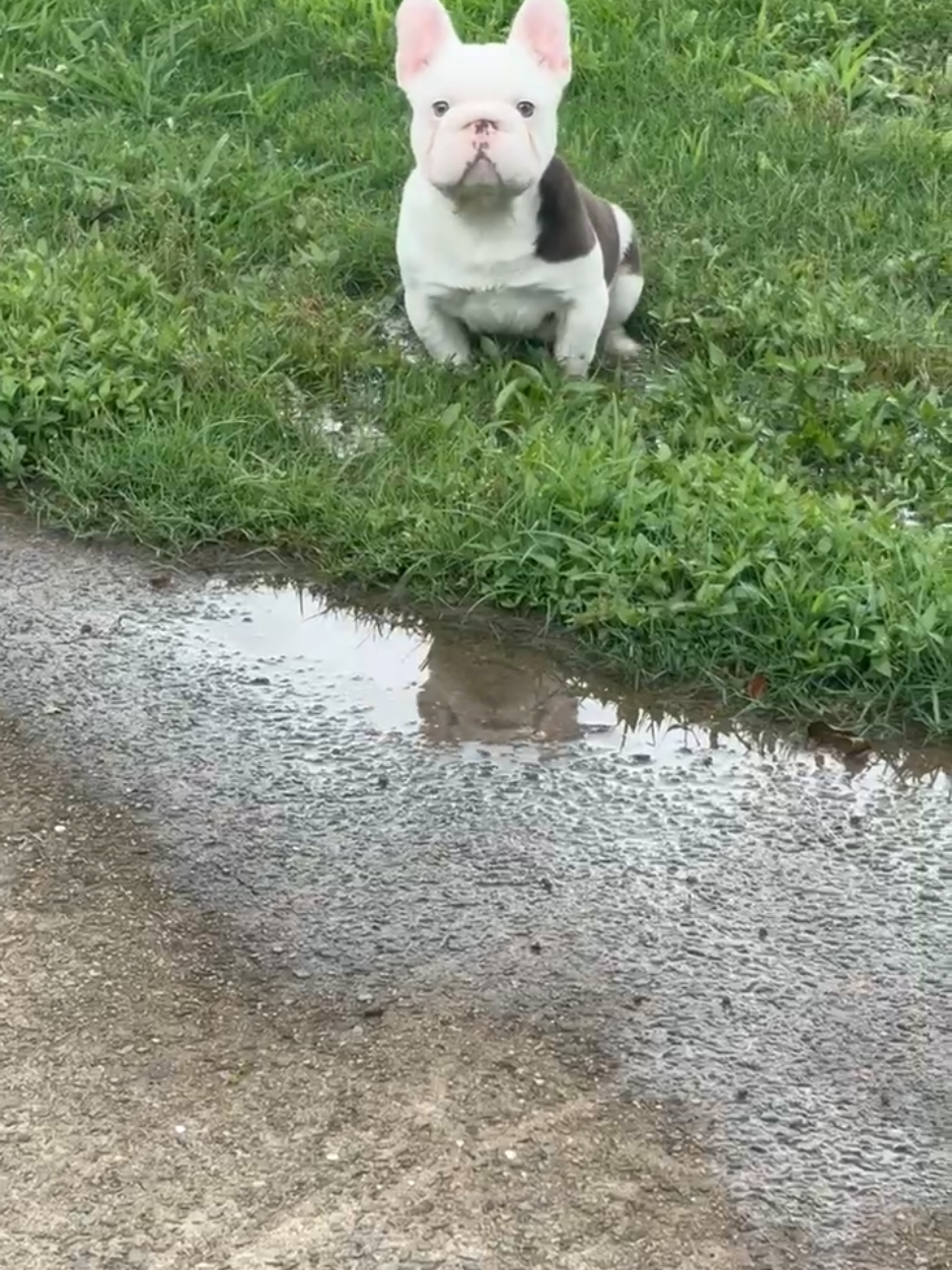 @Diamond State French Bulldogs