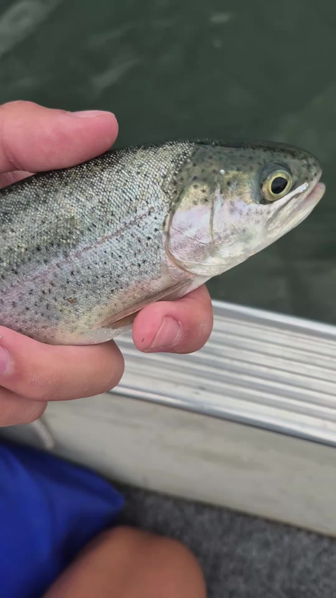 @AustinFishes