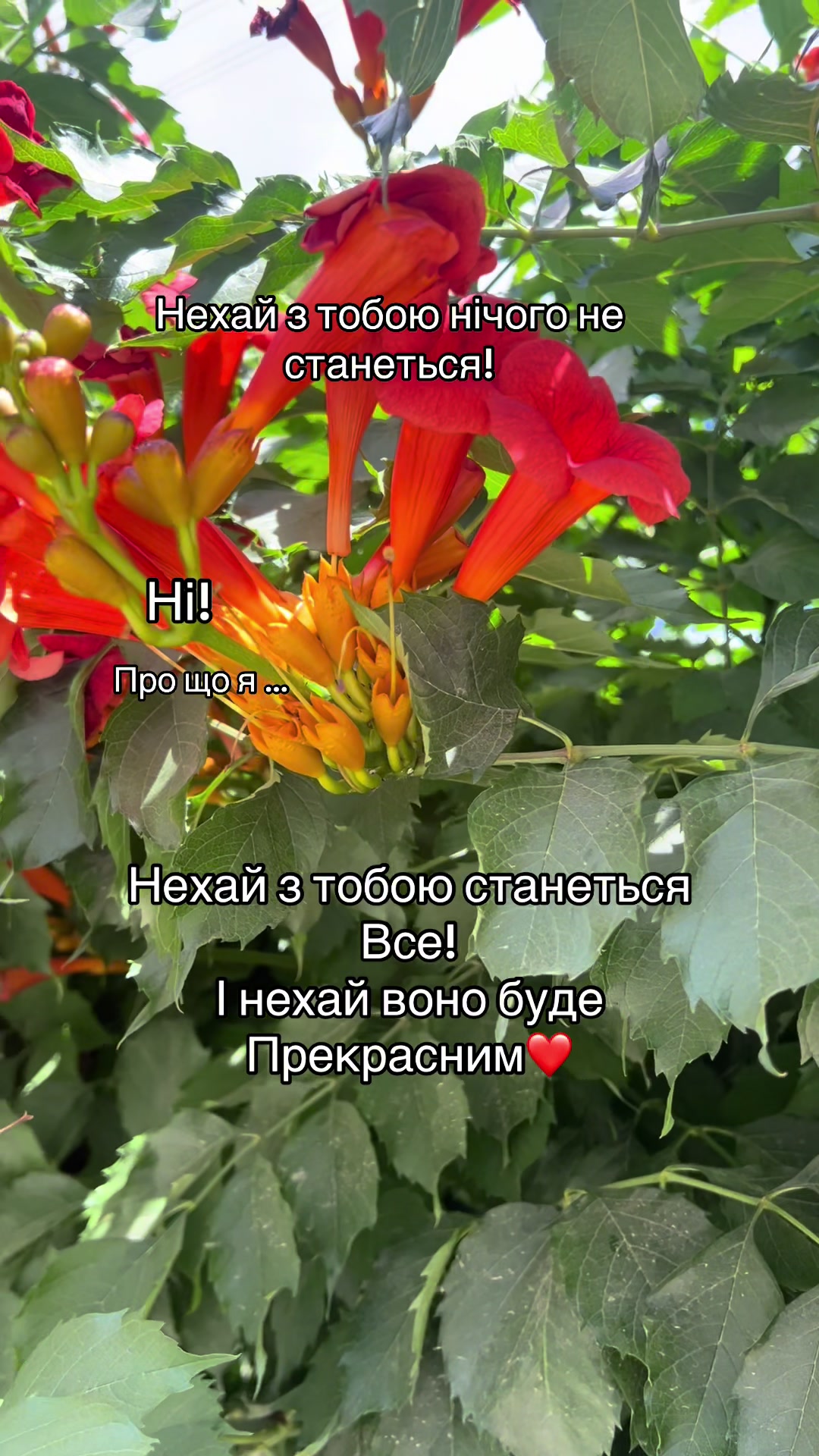 @irazhy