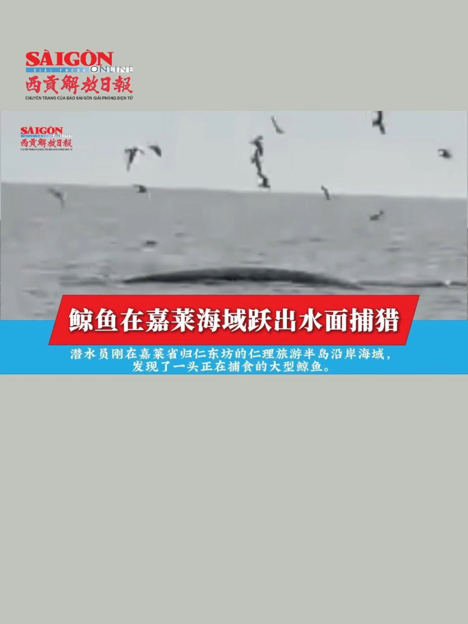 @西贡解放日报-B&aacute;o SGGP