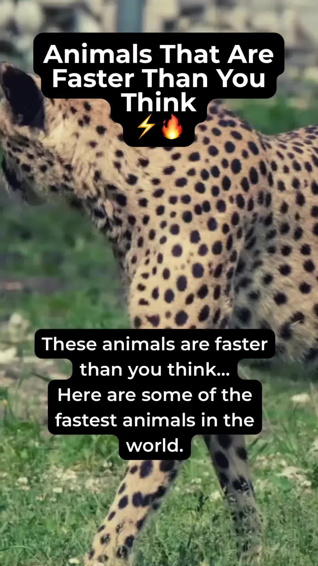 @Fact Chat