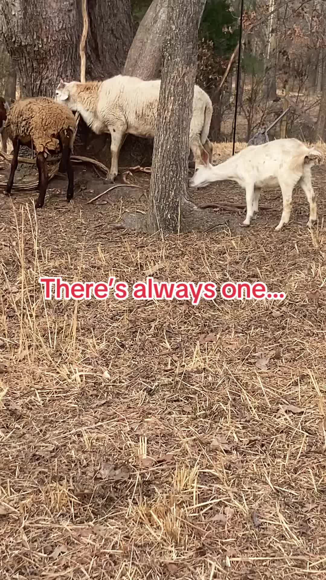 @MrAnimalRescuer