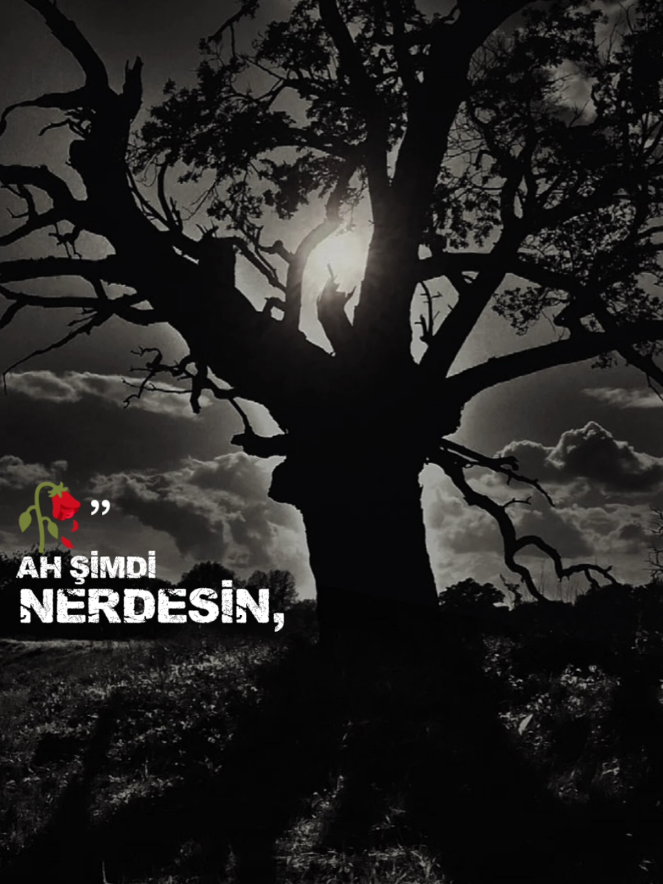 @Mutsuz Demir