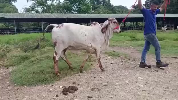 @jorgevianajr