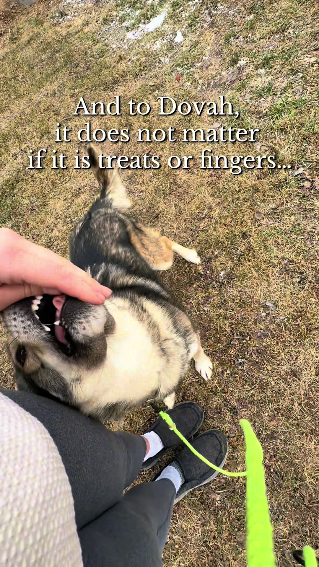 @Chasing The Wolves 🐕🛷