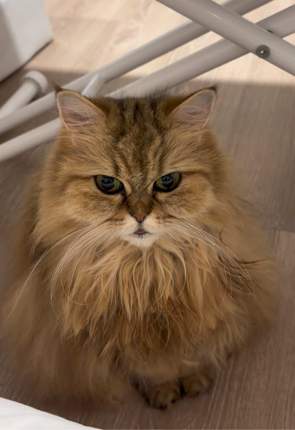 @🦷 Beboo the cat