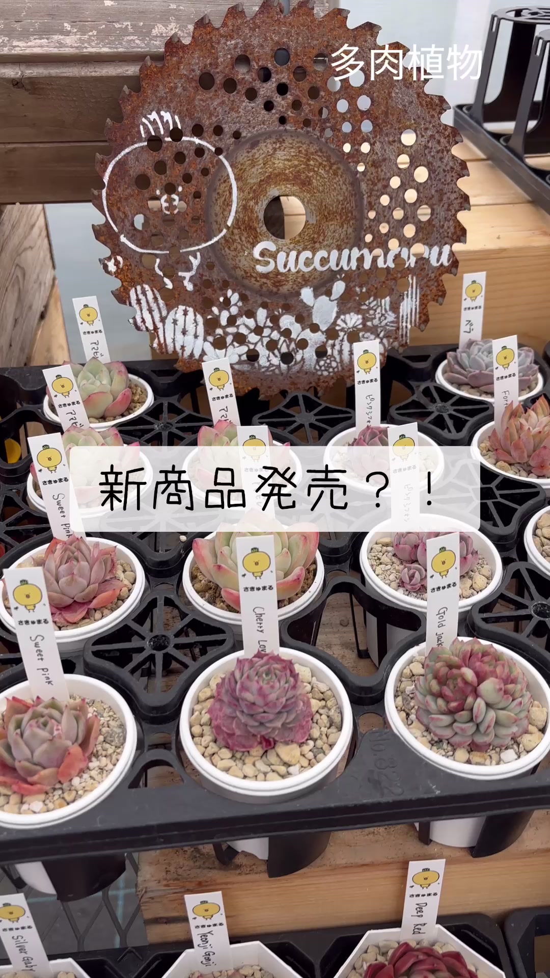 @さきゅまる～こぴとSHOP