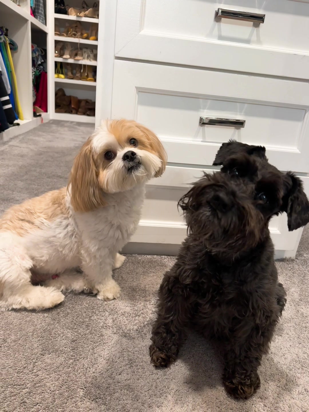 @Bear & Pearl 🐶 🐕&zwj;🦺