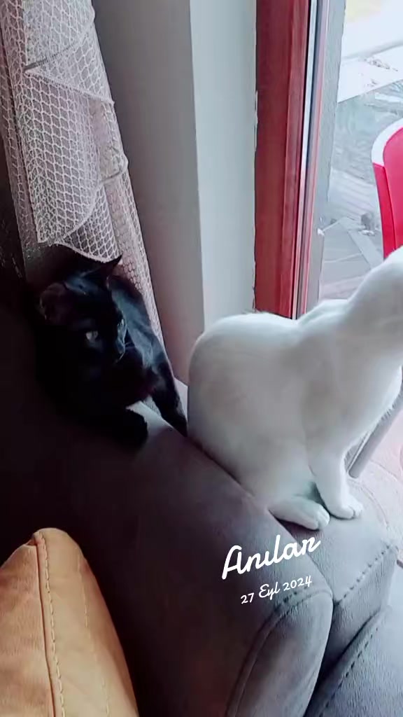 @Ali gül