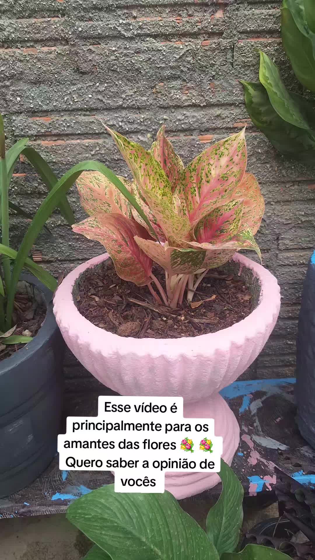 @Nalzedir Fran&ccedil;a Milit&atilde;o