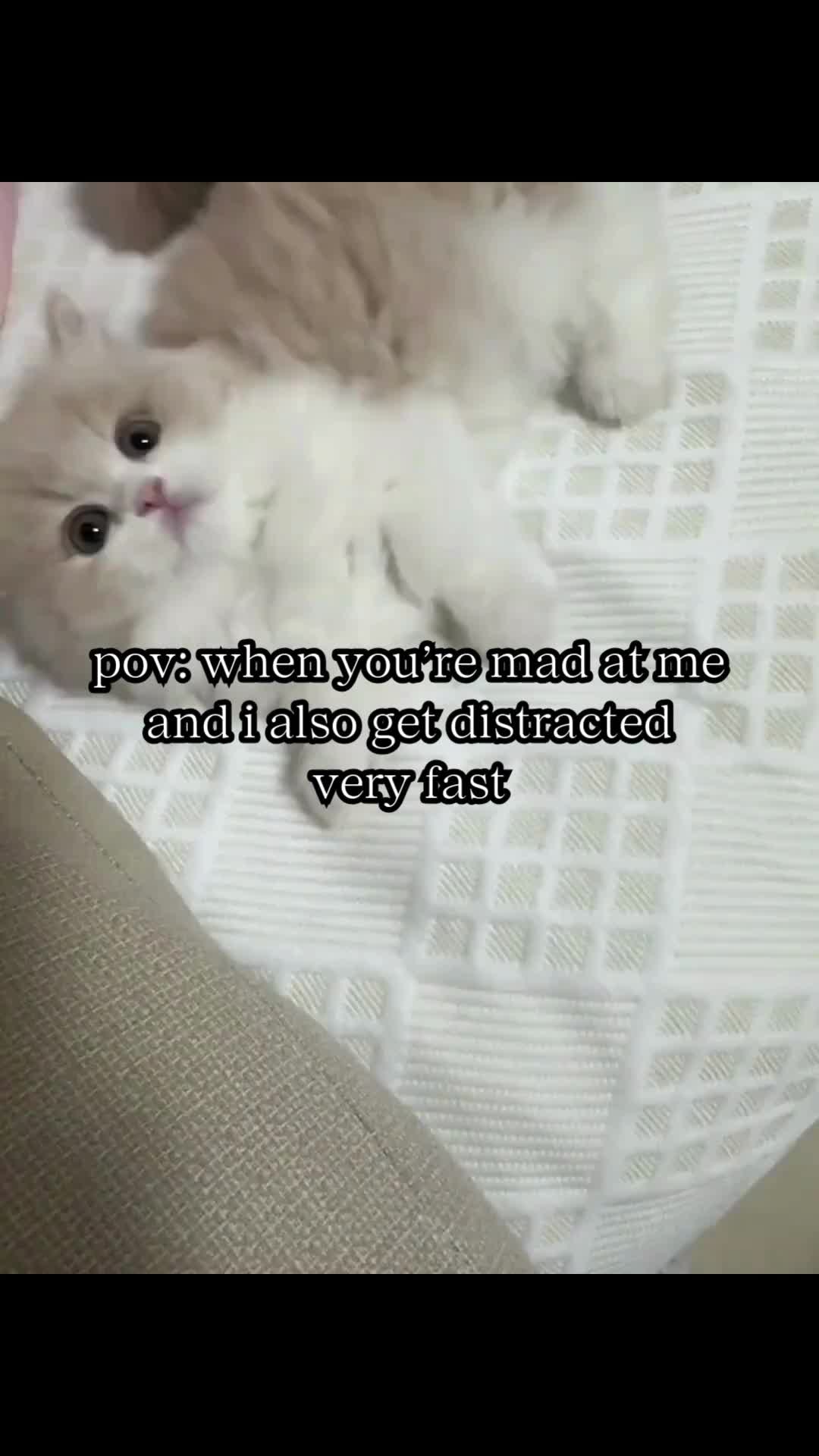 @BabaBear