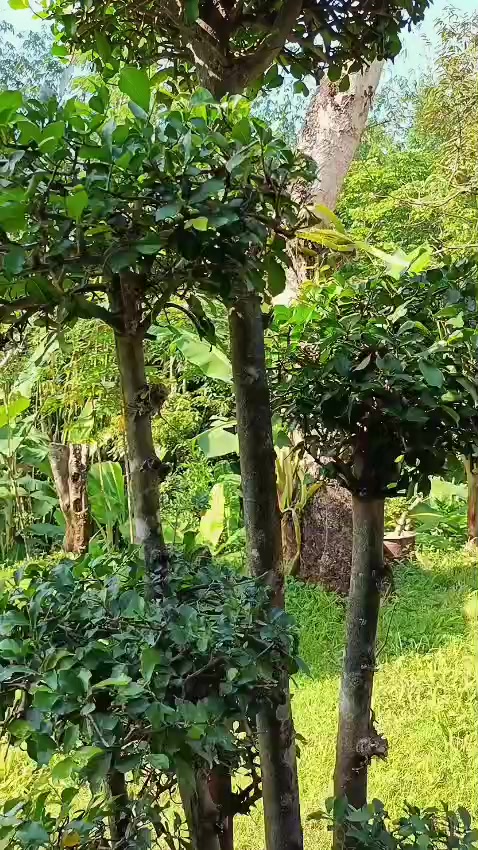 @ARIS SANJAYA ♈
