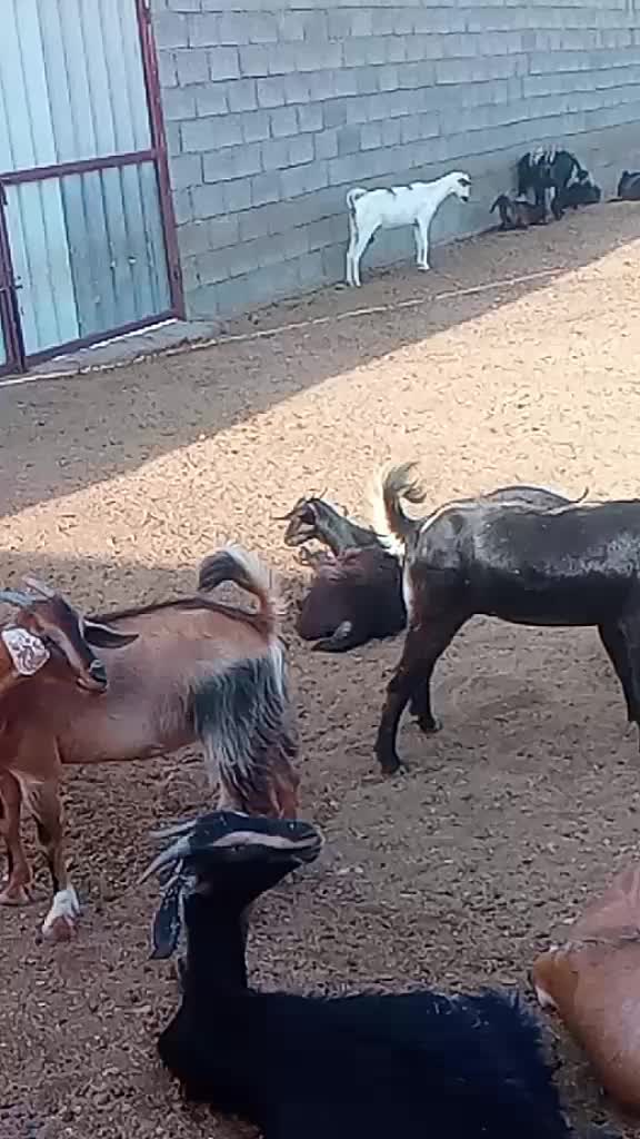 @দুইটি প্রবাস একা আছি সিঙ্গেল