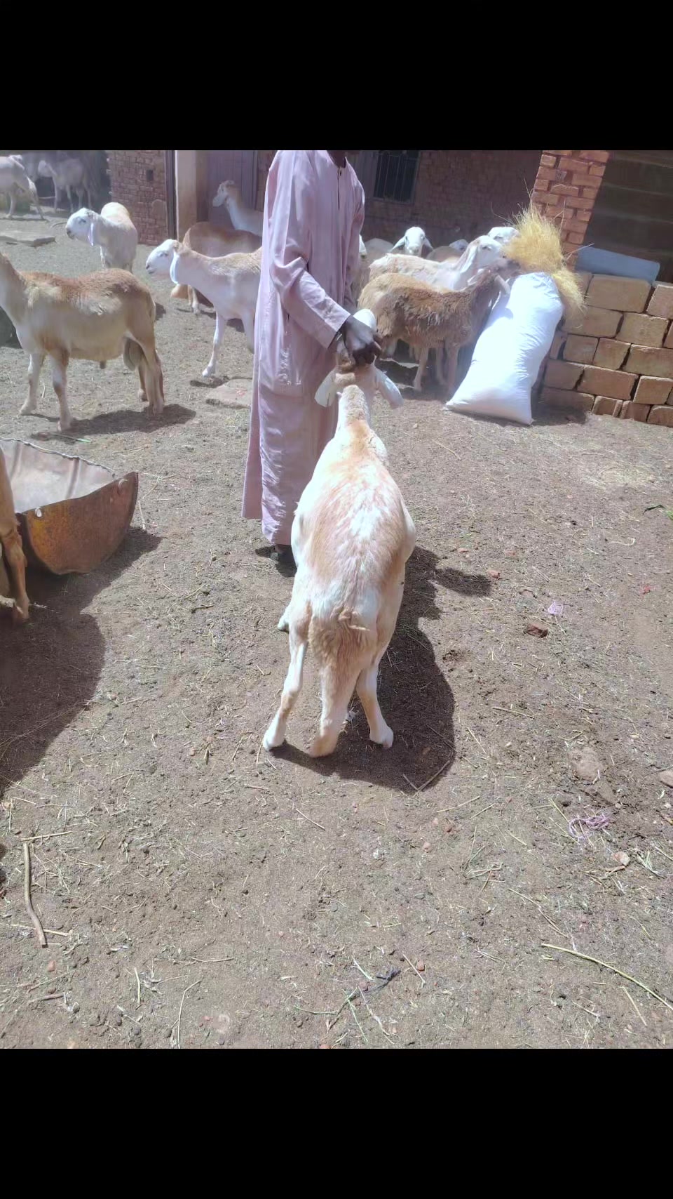 @محمد ابقوه