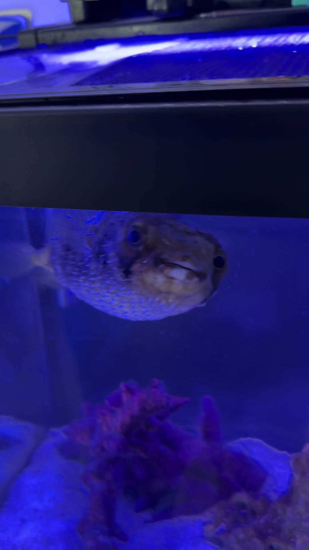 @ReefTok